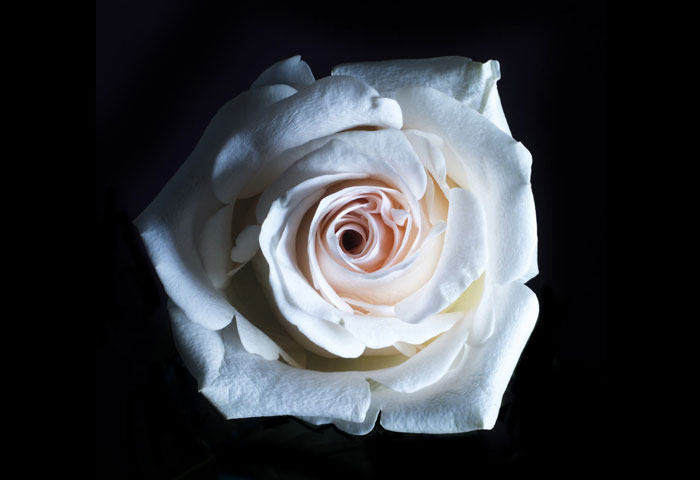 hình ảnh đẹp về hoa hồng trắng