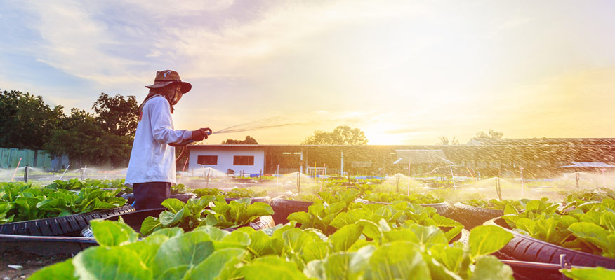 xây dựng trang trại trồng rau hữu cơ